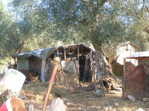 Tumbledown shack