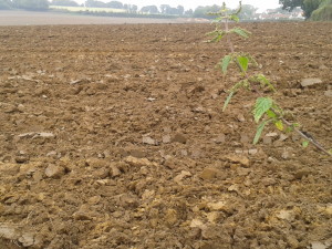 Ploughed field