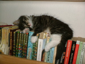 Kitten asleep on books