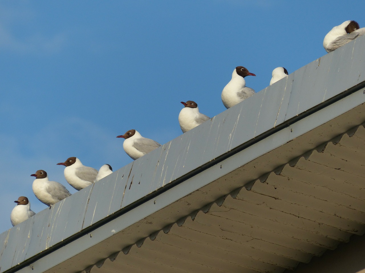seagulls waiting