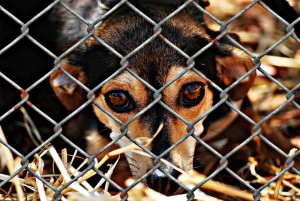 dog behind wire