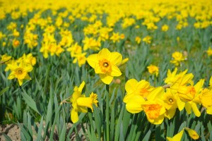 daffodil field