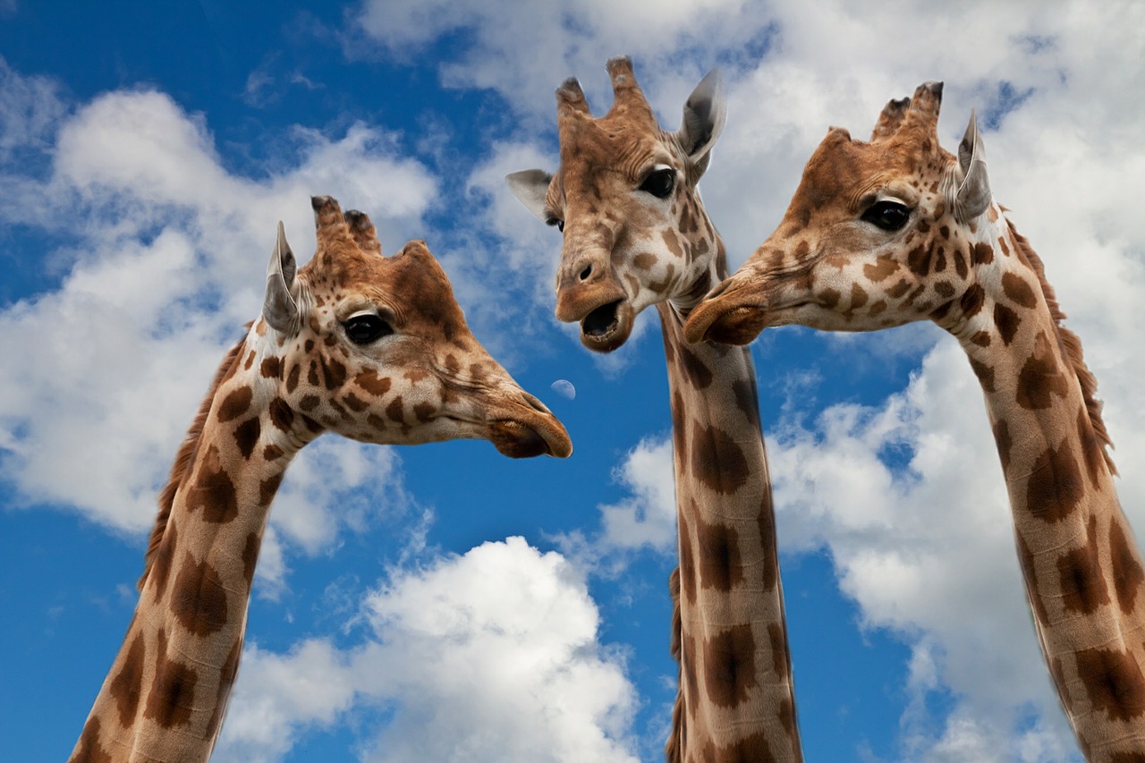 giraffes