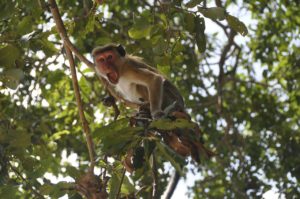 monkey in tree