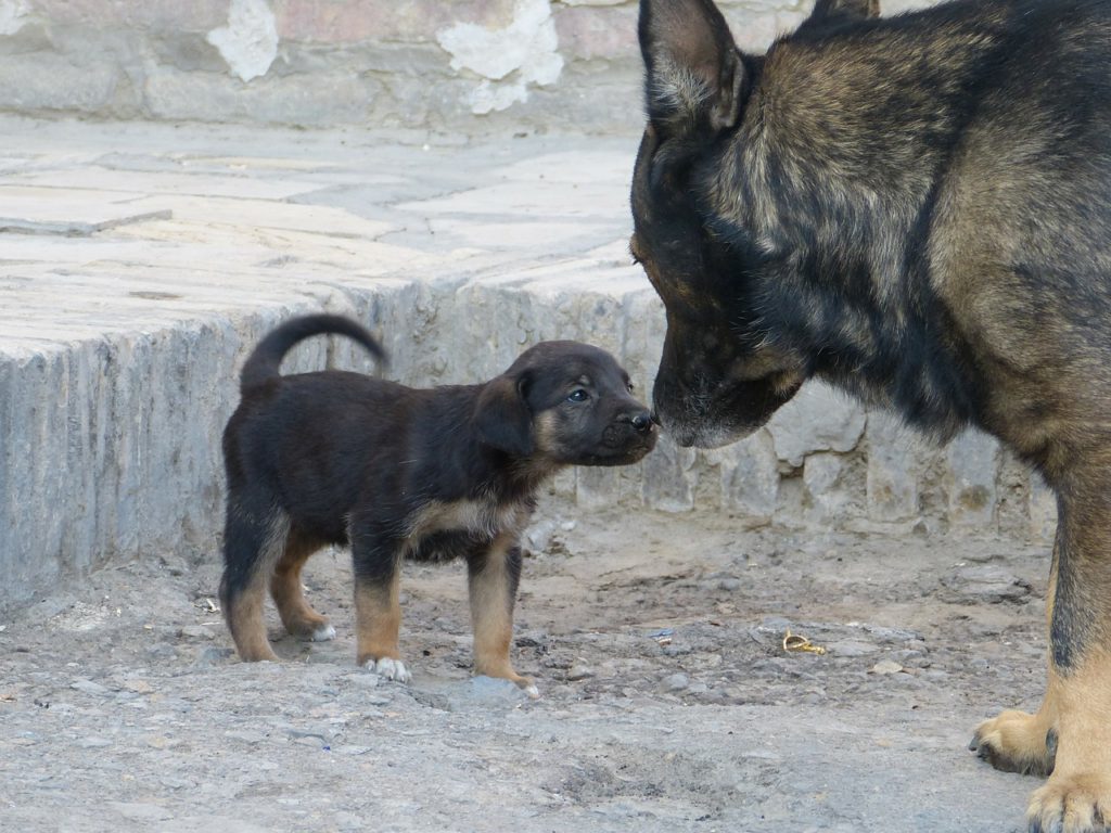 dog and puppy