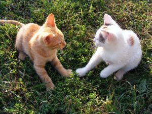 kittens play fighting