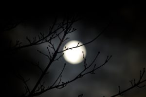 moon against a branch
