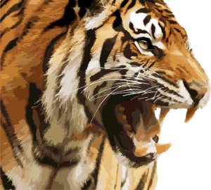 tiger roaring