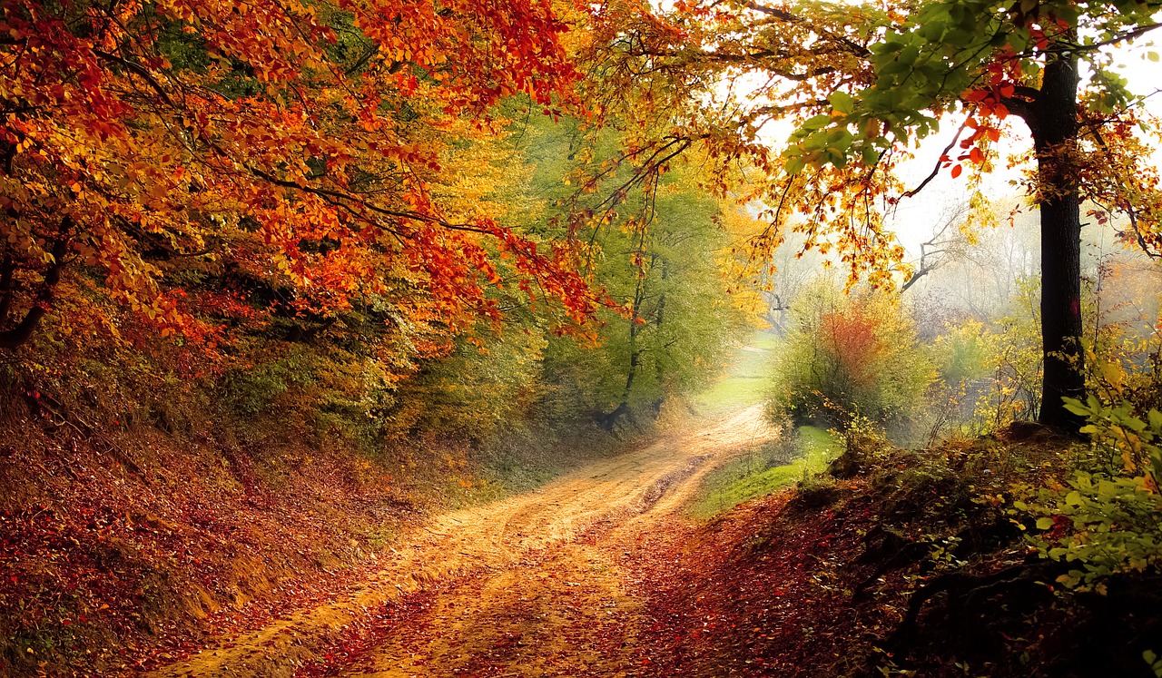 forest in the autumn