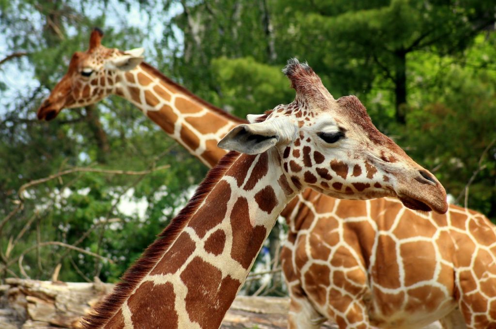 Giraffes