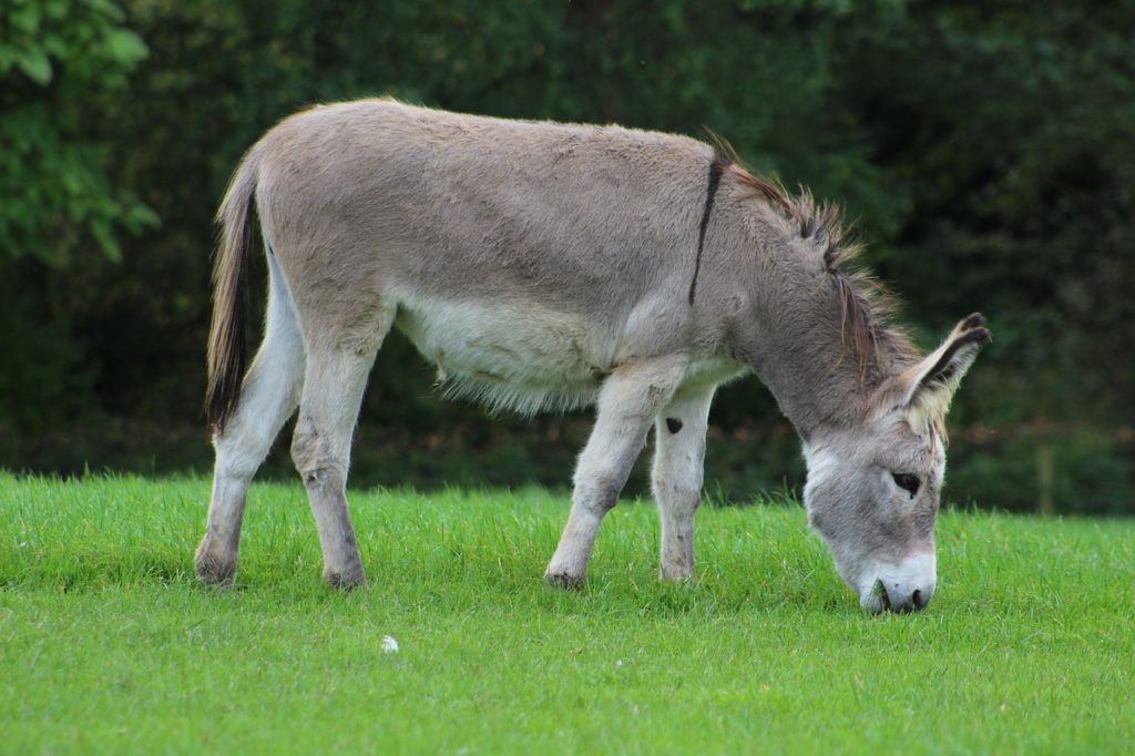 Grazing donkey