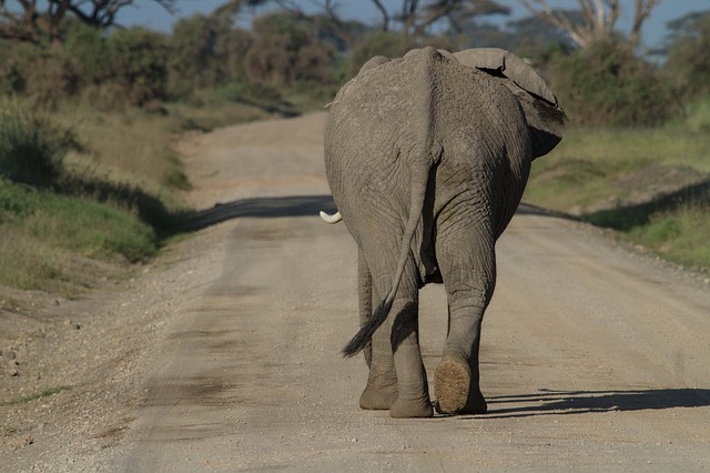 Elephant walking on a road.