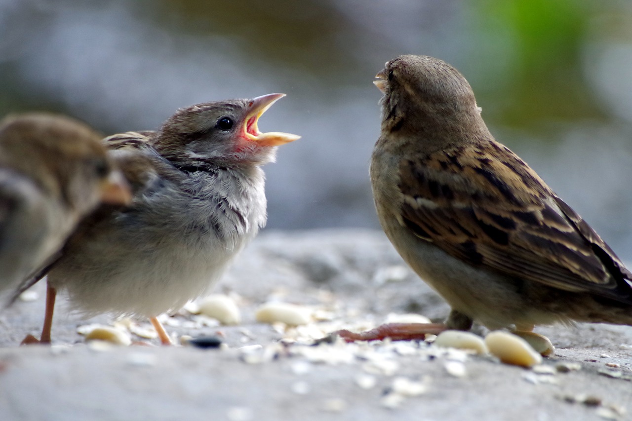 Sparrow feeding baby