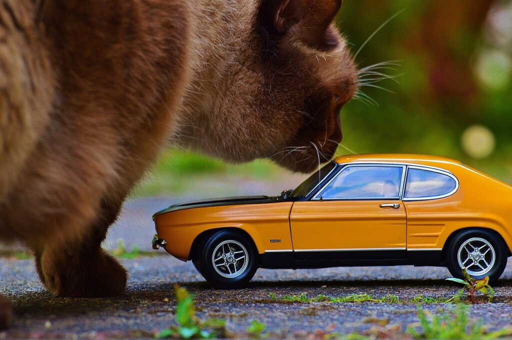 Cat and Car