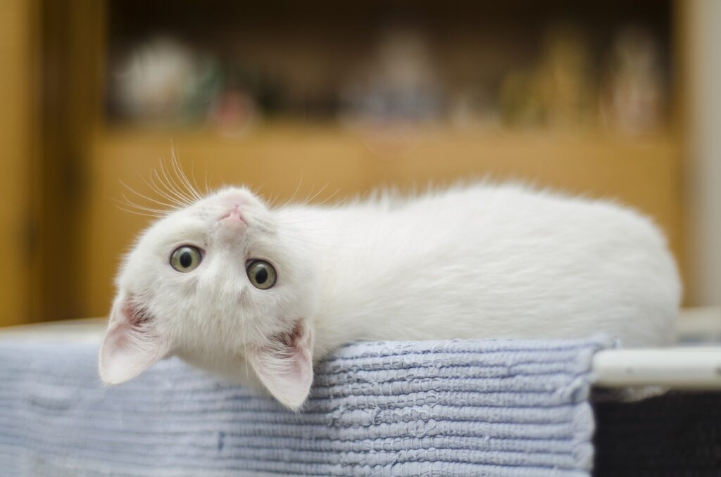 white kitten