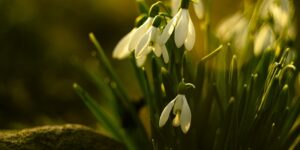 snowdrops