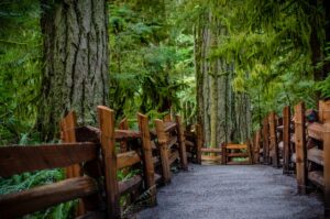 empty path in forest